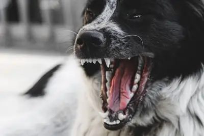 Wie starte ich mit meinem alten Hund den ersten Spaziergang?