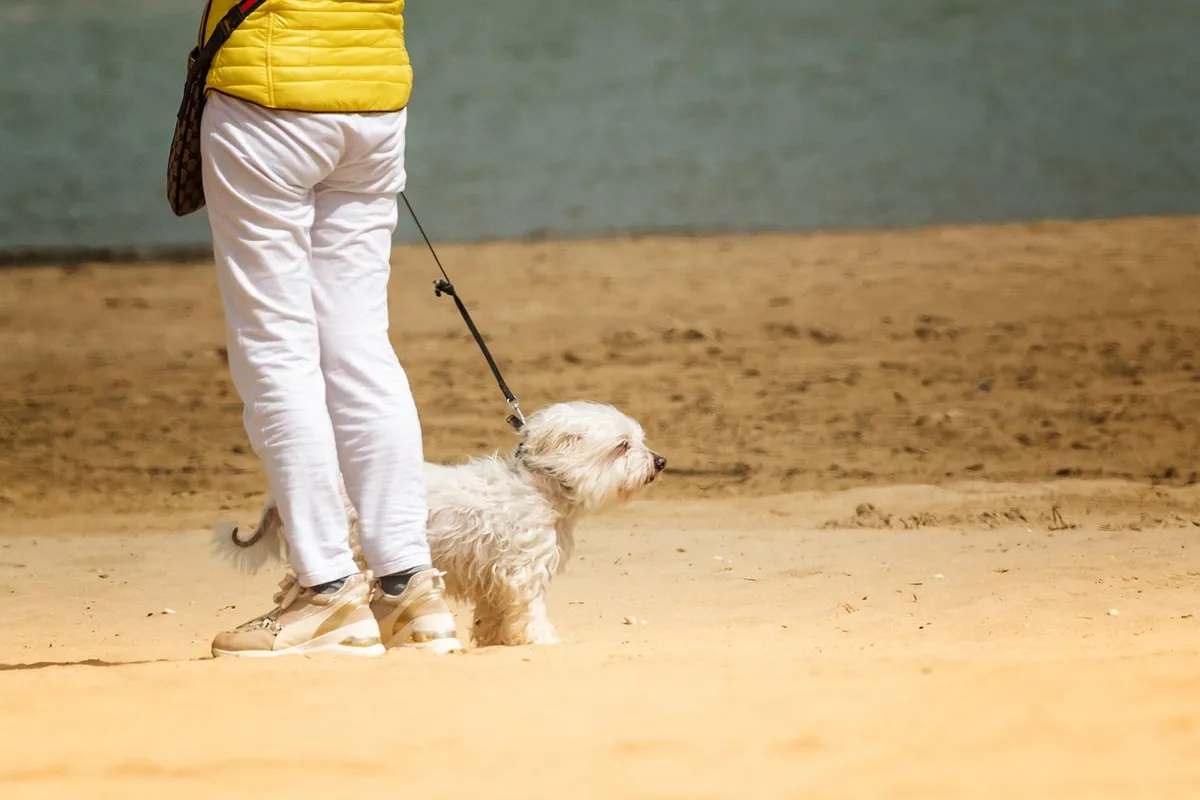 dog, walk, sea, beach, sand, leash, animal, pet, nature, outdoors, friend