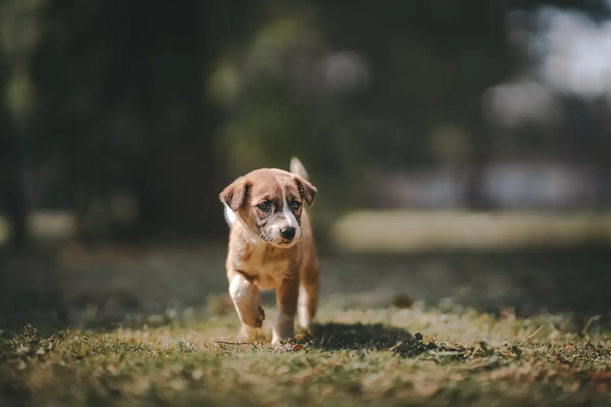A cute young puppy walking confidently on green grass in a sunny outdoor setting.