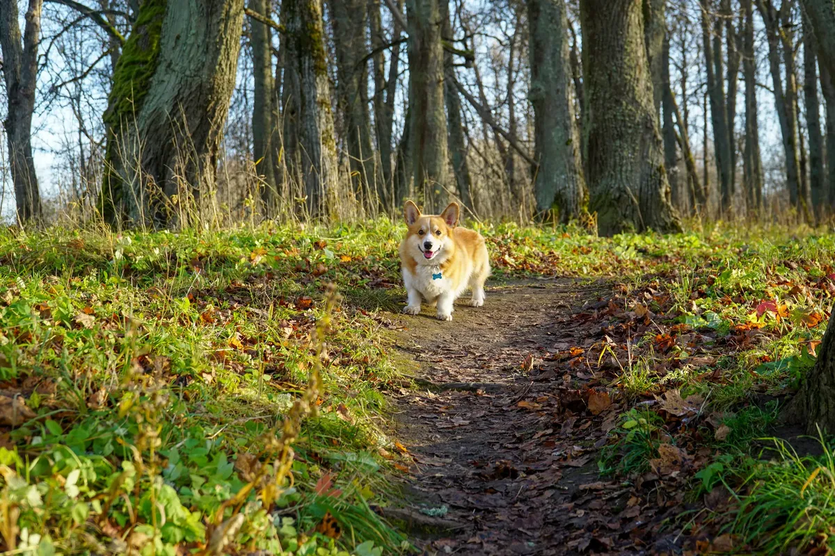 Cute Corgi puppy exploring a scenic autumn forest pathway, surrounded by colorful fallen leaves.