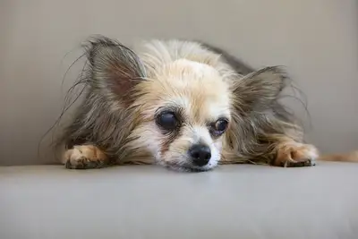老犬の疲労管理ルーティン 30分以上の休息を計画的に導入する方法
