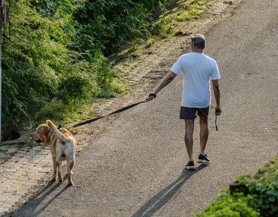 高齢犬 初めての散歩 ルーティン 散歩の進め方ガイド