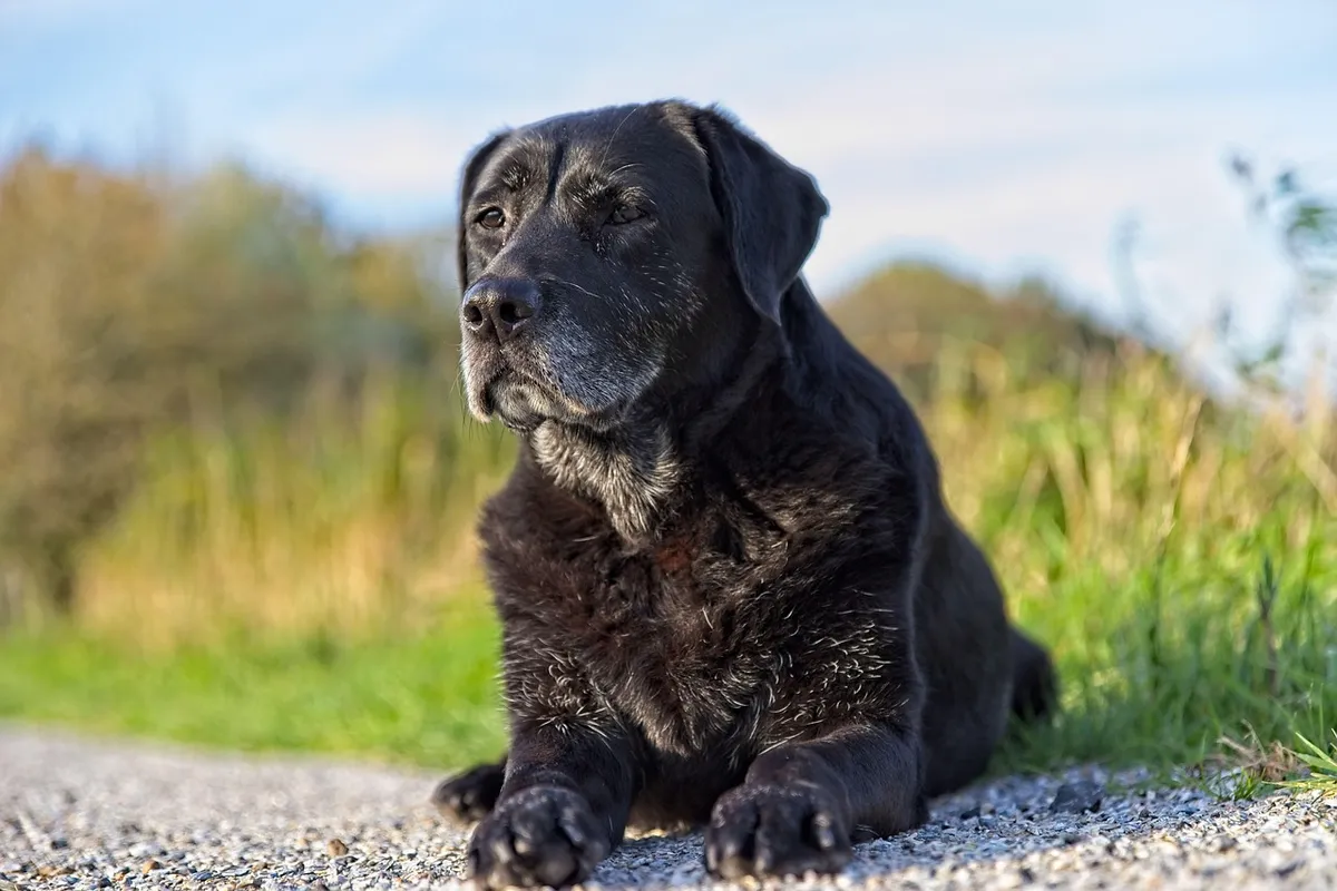 labrador, dog, black, pet, animal, animals, nature, dogs, retriever, senior, gray