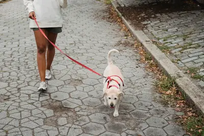 Hond eerste wandeling routine: Beste tips voor veilige start