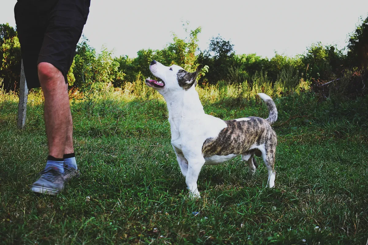 元気な犬が、昼間、豊かな緑の場所で所有者を見上げている