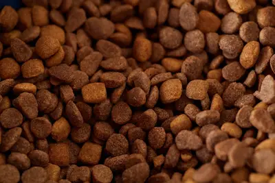 Bad dog food health issues: Guide to dog diet problems