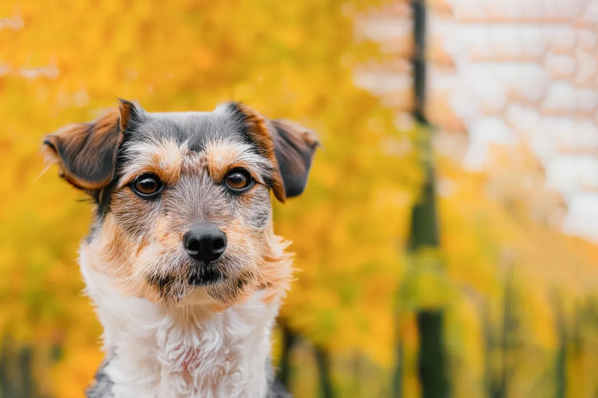 dog, free wallpaper, wallpaper hd, pet, outdoors, autumn, fall, nature wallpaper, beautiful nature, pooch, full hd wallpaper, canine, park, domestic animal, mac
