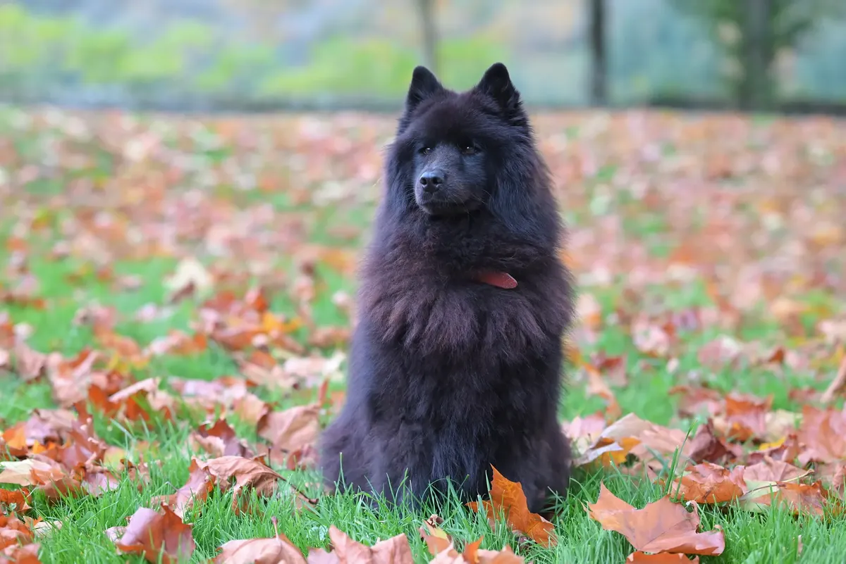 Black Chow Chow dog sitting in a park surrounded by autumn leaves, showcasing its fluffy fur.