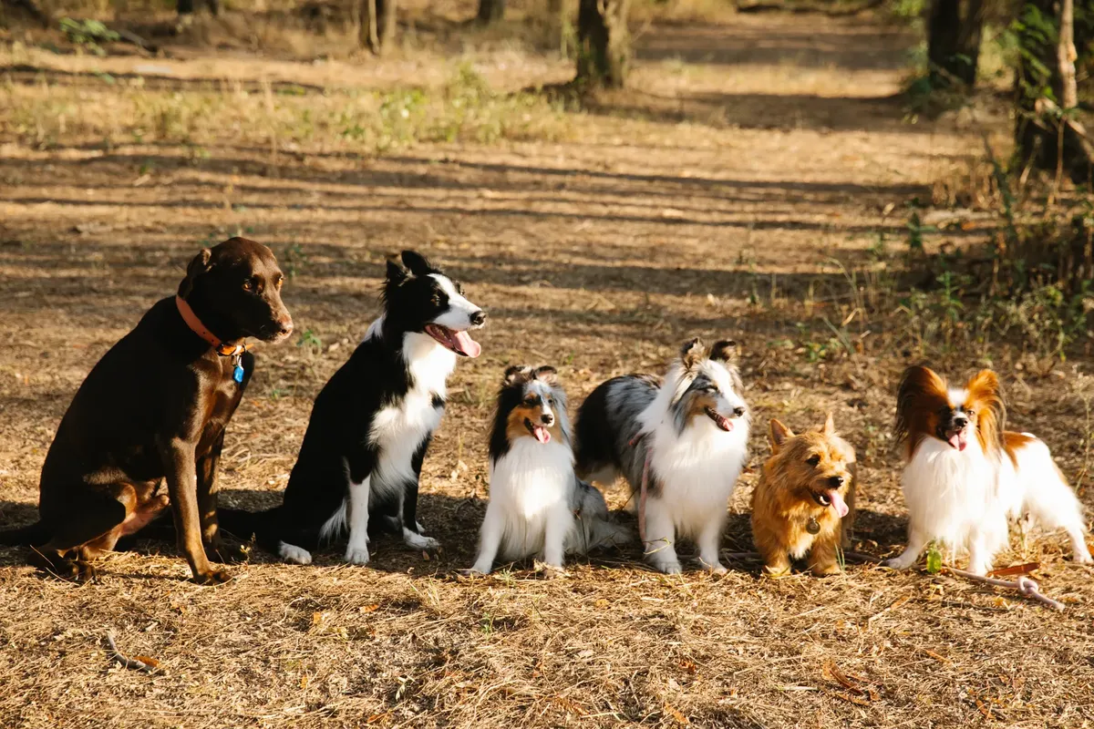 Full body cute purebred dogs of different breeds including Labrador Border Collie and Norwich Terrier sitting together on pathway in woods