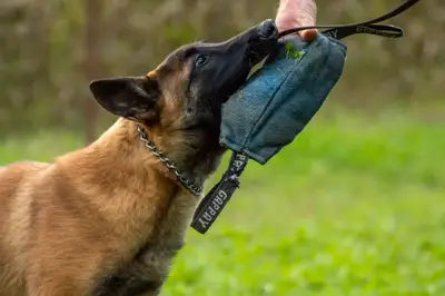Stop dog pulling on leash: Guide to positive reinforcement