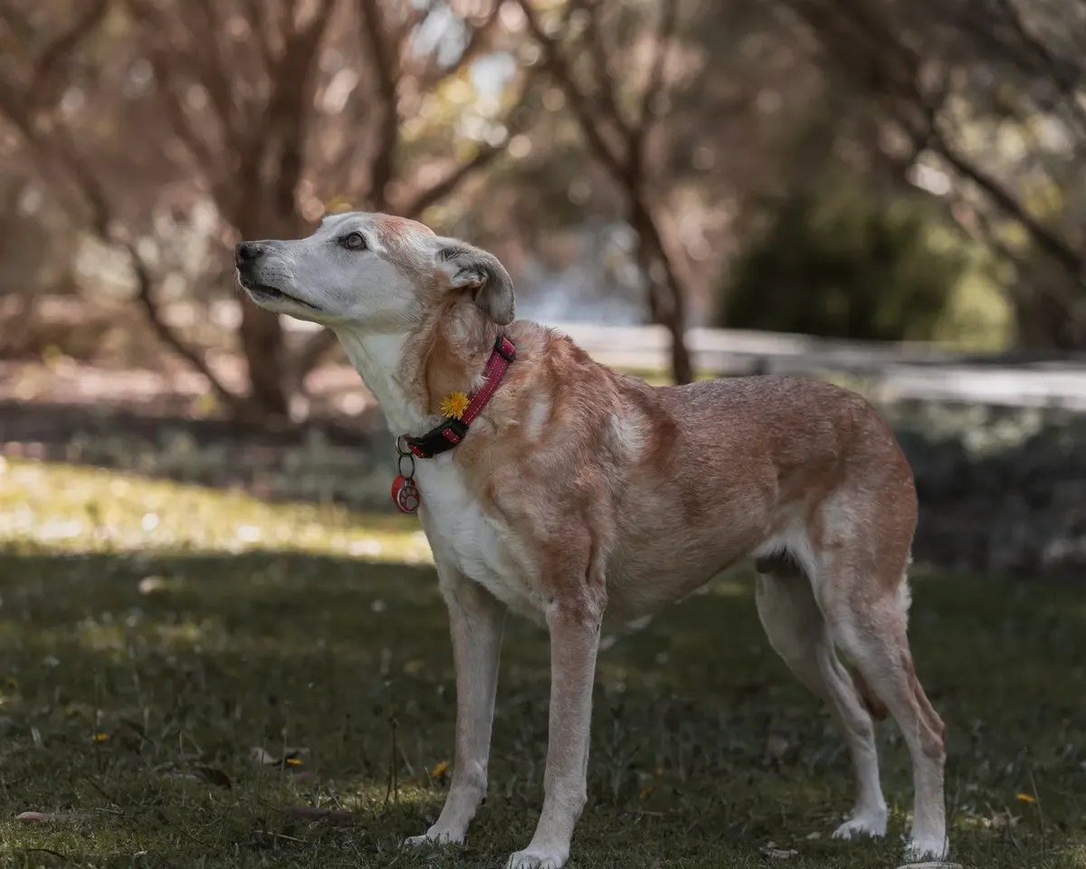 Close-up of a senior dog standing in a sunlit park, enjoying nature.