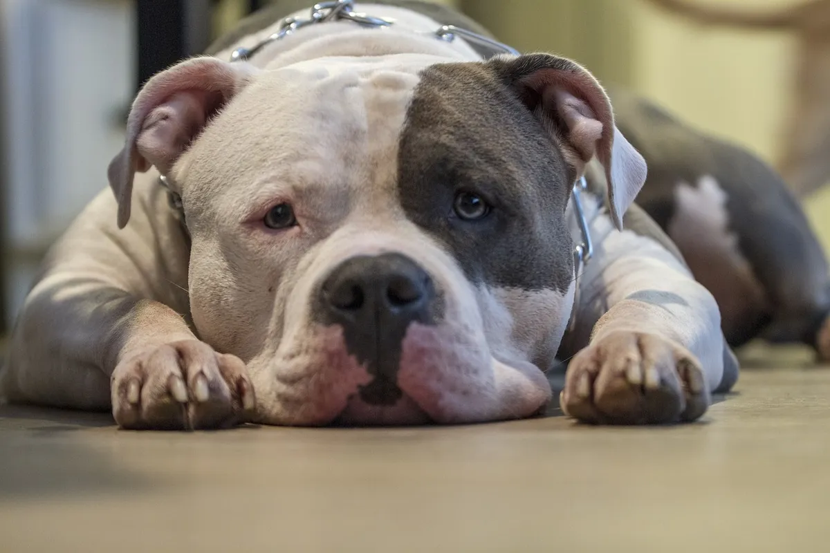 dog, pitbull, bully, animal, pet, puppy, american pitbull, american bully, sad dog, amstaff, mastiff, mood, huge dog, big dog, canine, nature, brown dog, brown