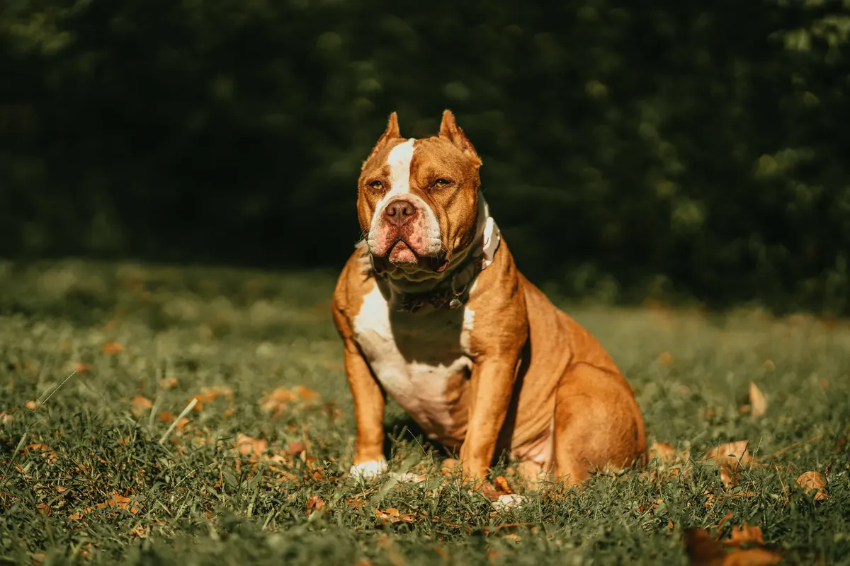A sitting American Bully dog on green grass in sunlight, showcasing its muscular build and attentive gaze.
