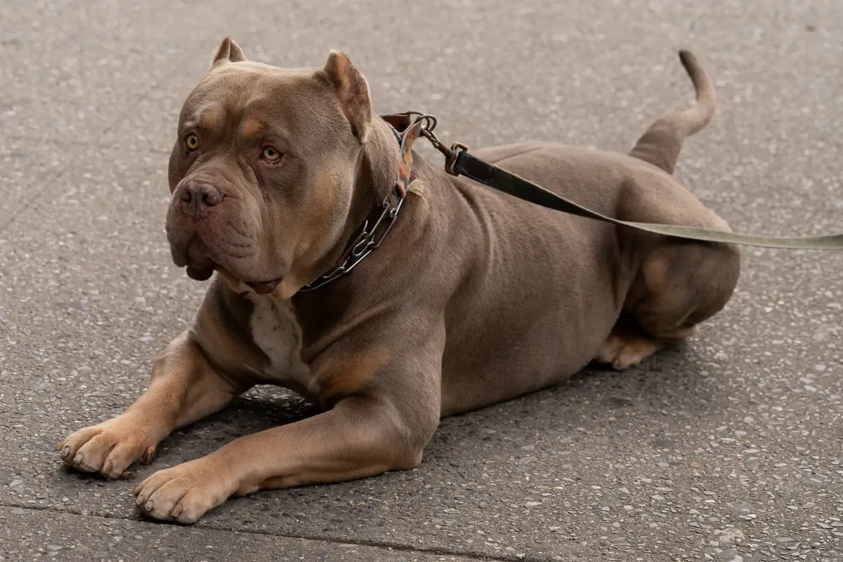 American Bully dog resting on a city pavement, showcasing its sleek build and calm demeanor.