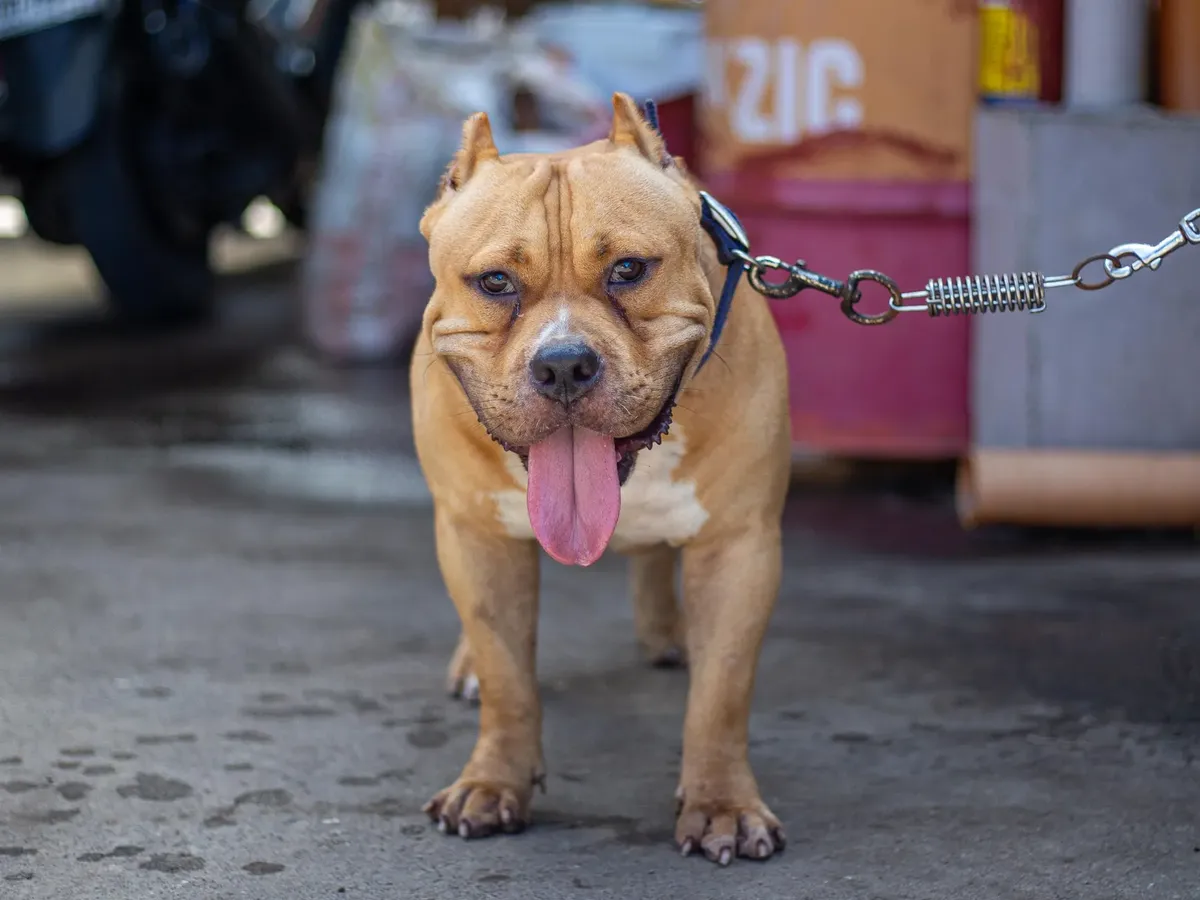 Close-up of an American Bully dog on a leash with tongue out, showcasing its muscular build.