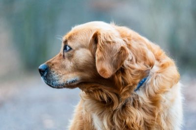 Hitzegefahr Hund: Pfoten schützen – Asphalt-Test vor Ausflug