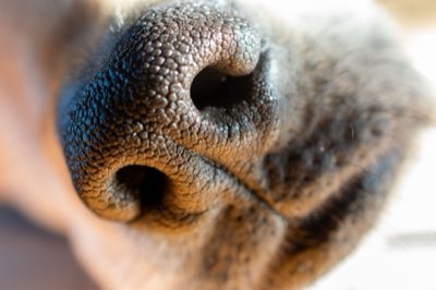 Dog Heatstroke Danger: Recognize Signs Above 104°F Now