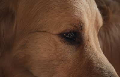 Temperaturas >40°C: Riesgo mortal para perros, actúa ahora