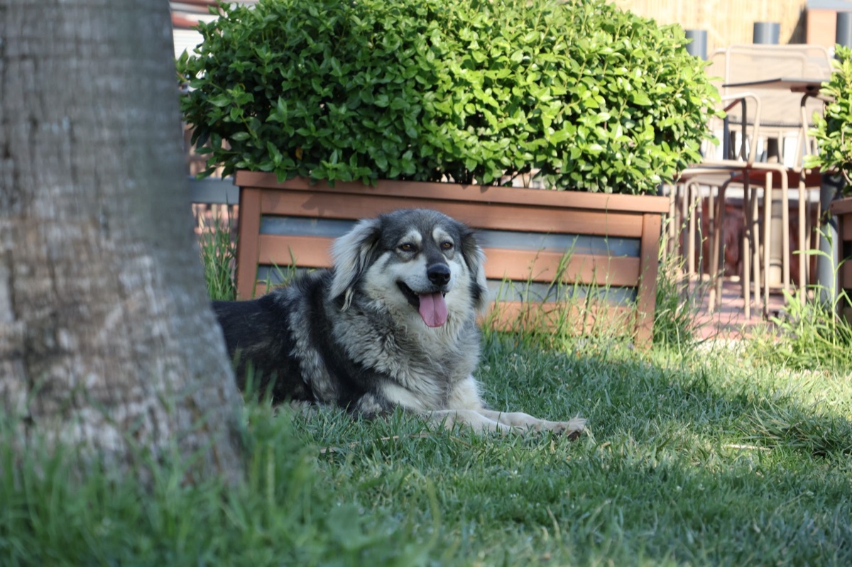 perro en area sombreada
