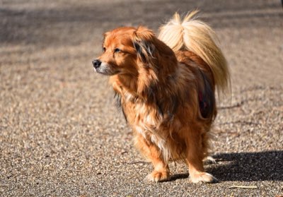 Checklist estivale chien : 4 étapes vitales pour prévenir les