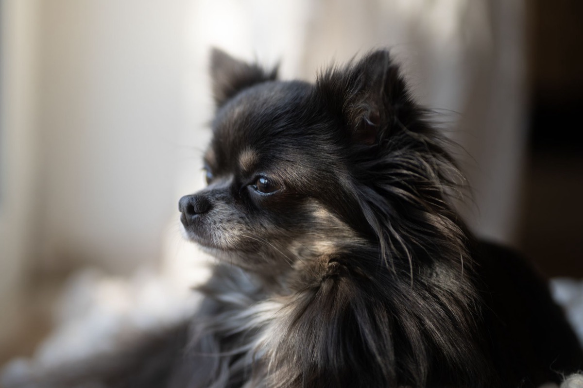chien en piece air conditionne