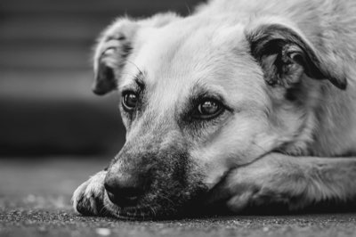 Estate Cani: 5 Regole Oro per Prevenire il Colpo di Calore Grave