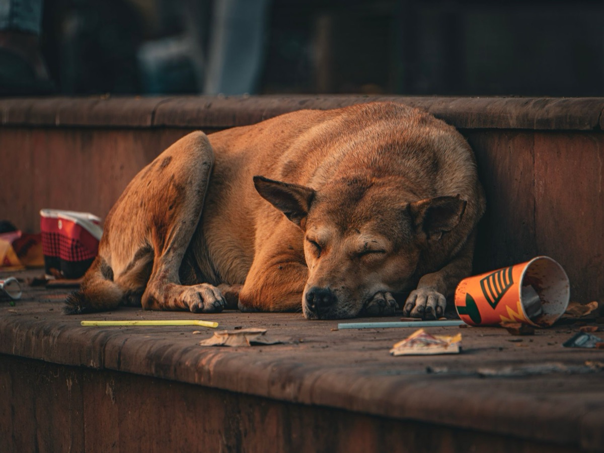 cane stanza aria condizionata