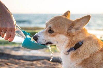 夏の散歩は早朝が鉄則！犬の熱中症を防ぐ実践チェックリスト