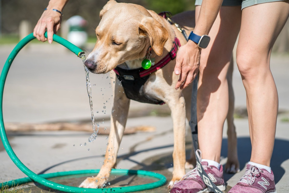 犬が水を飲むためのシャドーと水碗