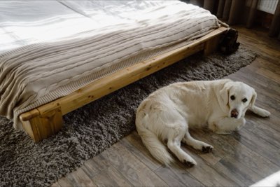 Hundegesundheit optimieren: Bewegung, Training und Bindung