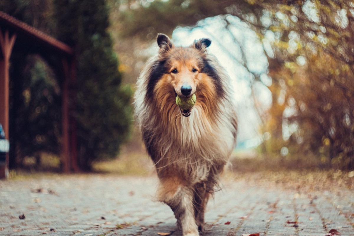 Goldener Retriever mit Tennisball