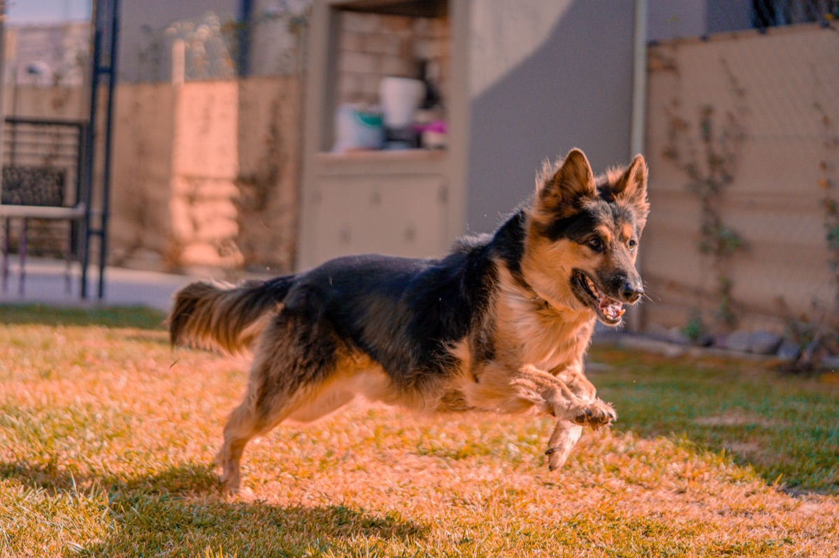 Dog running in suburban yard during golden hour