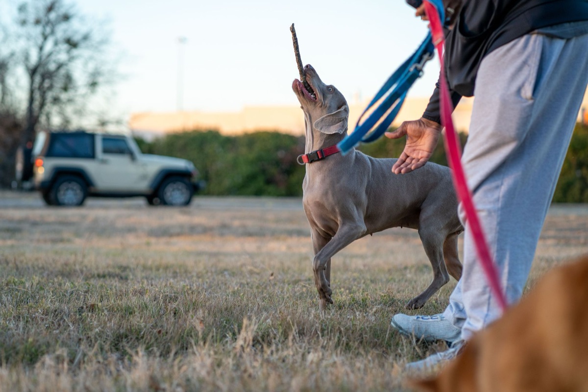 cane in sessione di addestramento con proprietario