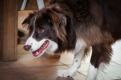 犬の幸福は「運動→訓練→愛情」の順序で築かれる3つの鍵完全ガイド