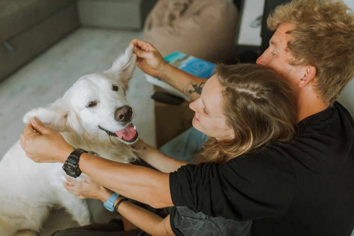 hond toont troost