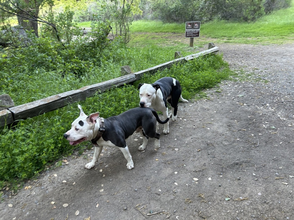 犬與主人互動，展現愛與關懷