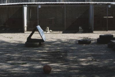 Tierheim statt Shop: Warum Adoption die beste Wahl ist