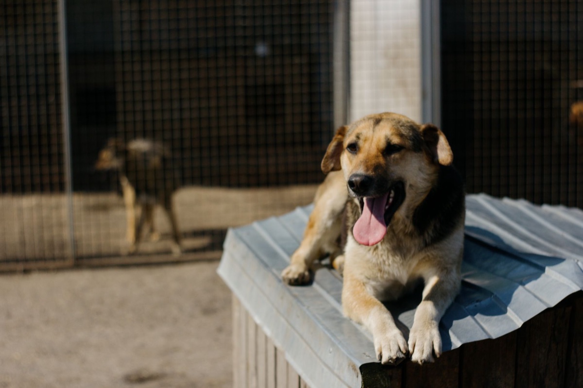 Hund in Rettungshaus