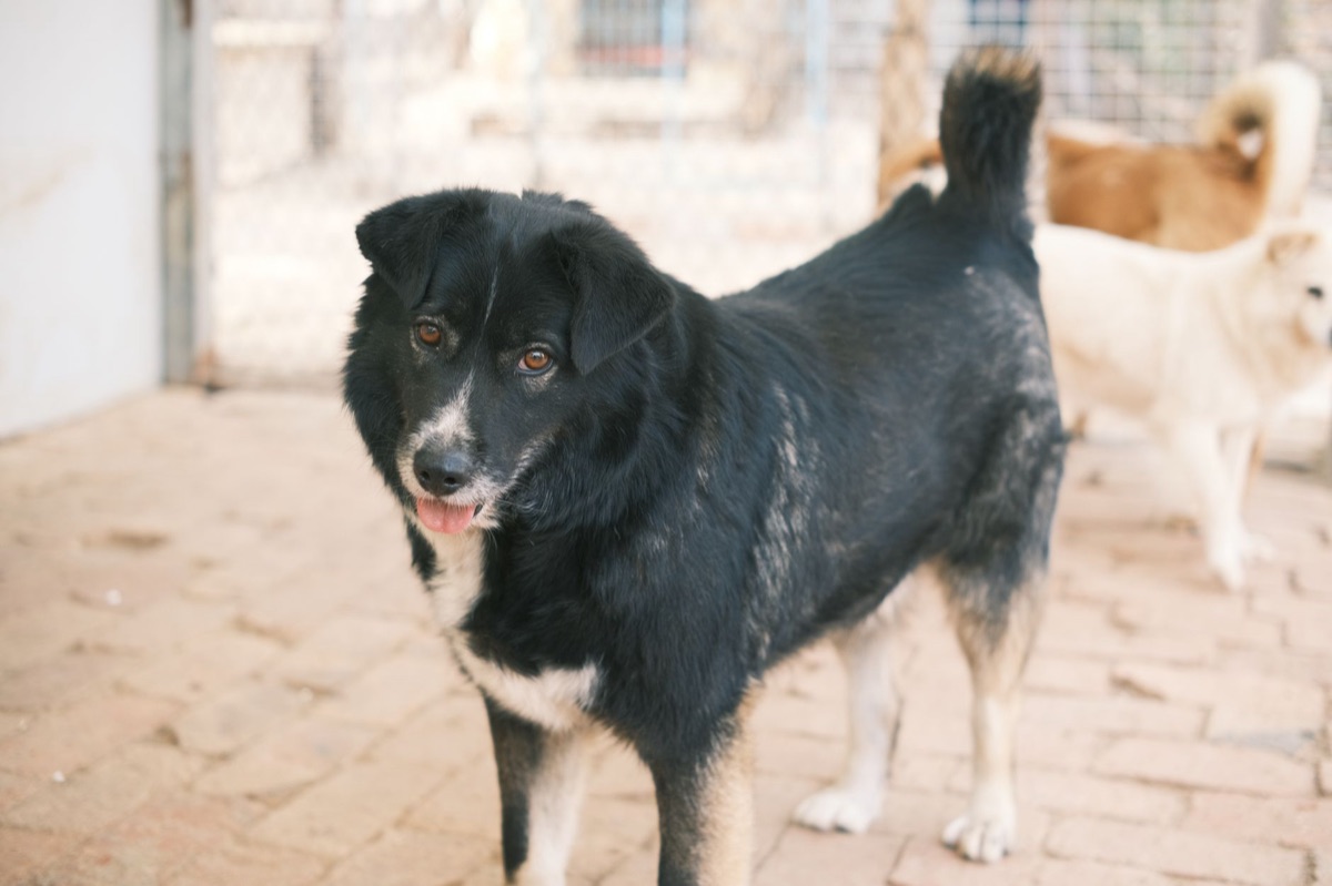 Hund in Aufnahmezentrum