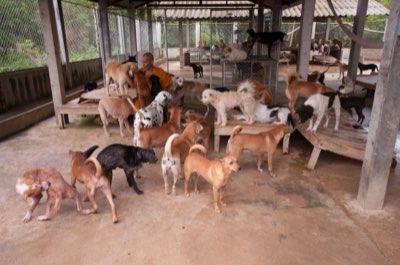 Puppy Mills Red Flags: How to Avoid Unethical Breeding