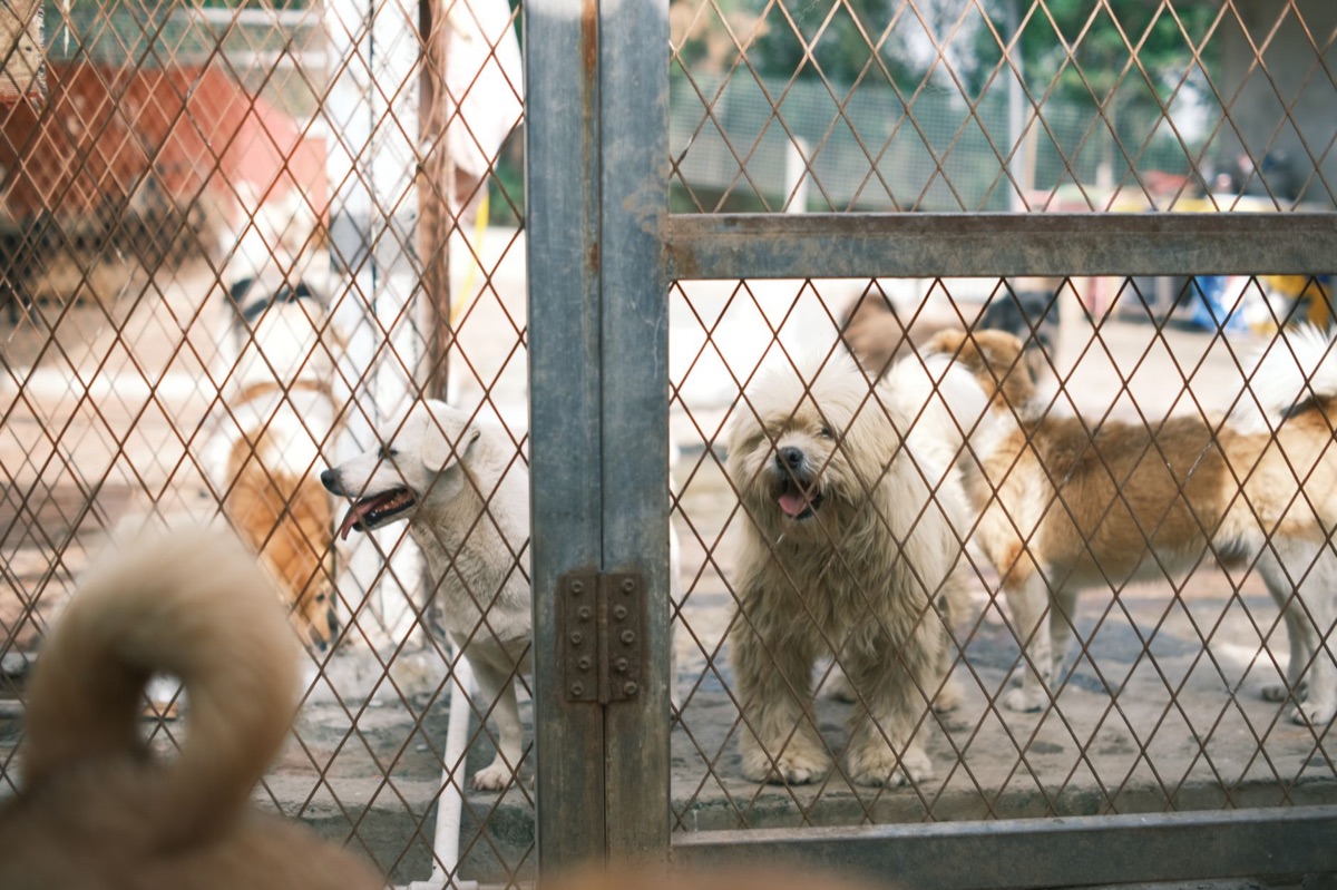 dog in rescue shelter
