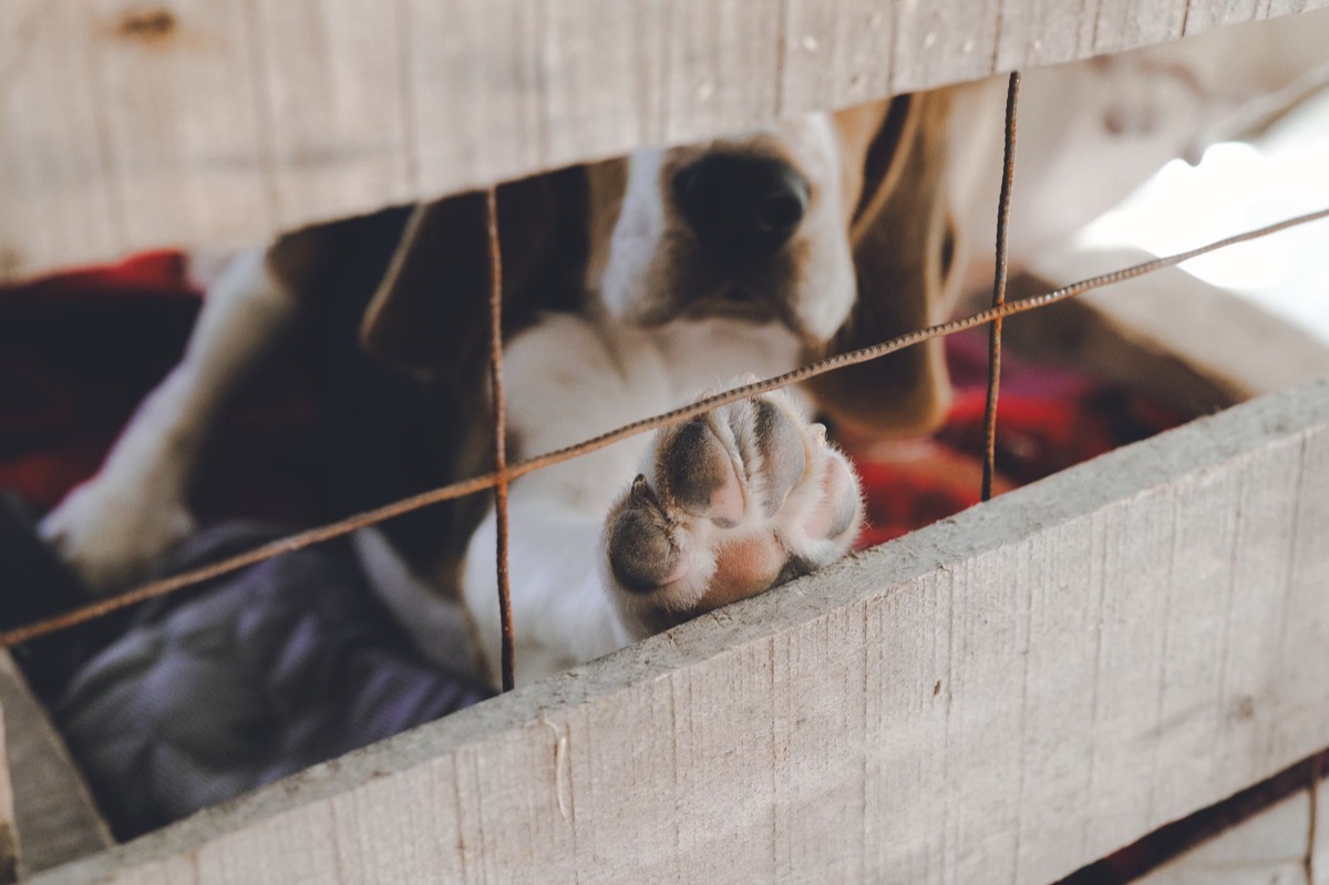 puppy mill cage