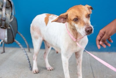 Compromiso 10 años: guía para una vida responsable de tu mascota