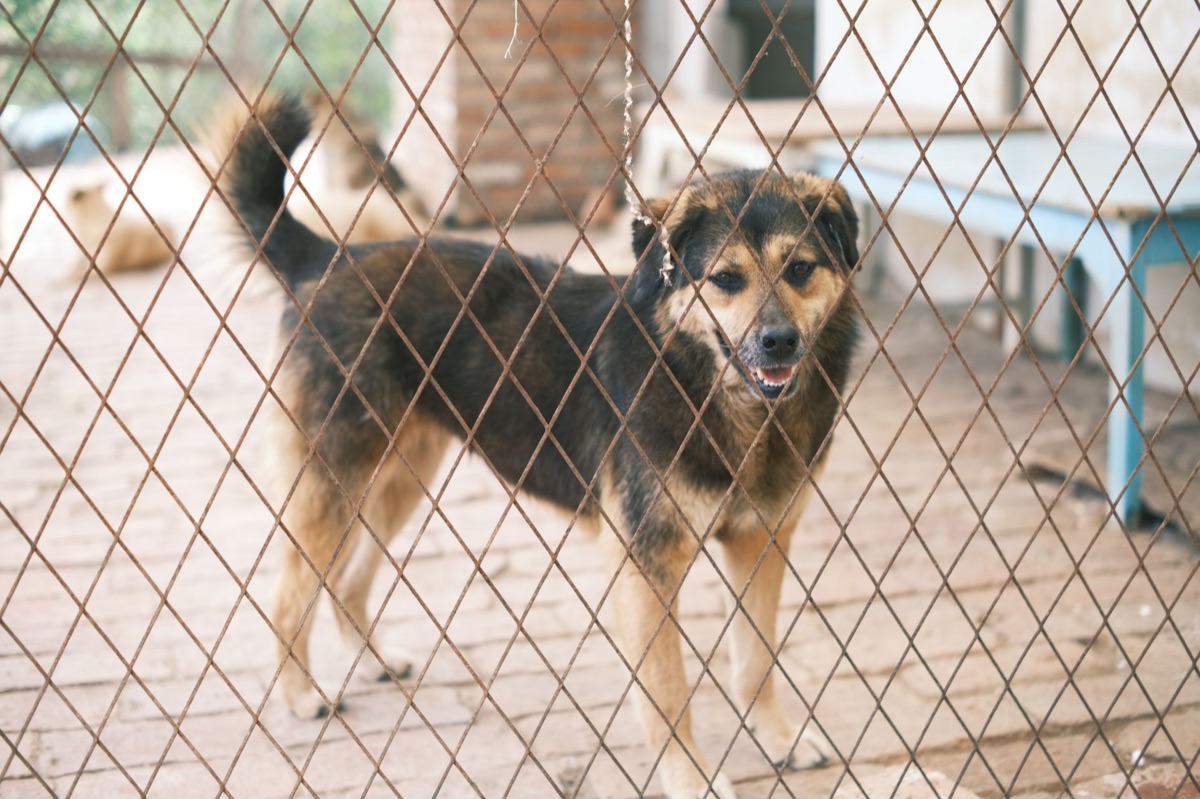 Panneau d'interdiction dans un établissement de reproduction de chiens