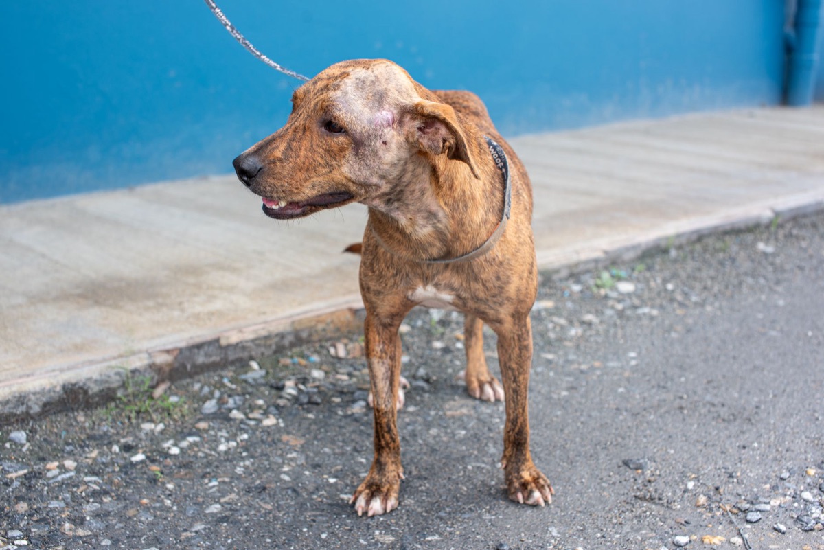 Centre d'adoption de chiens