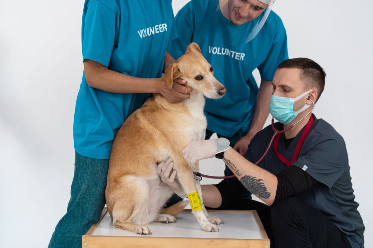 Volontaire en service d'assistance aux animaux