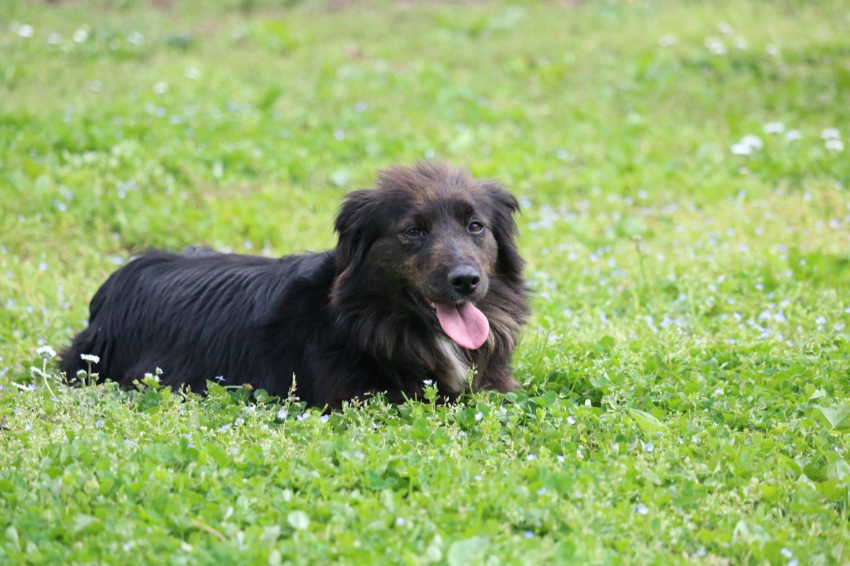 cane in adozione nel rifugio