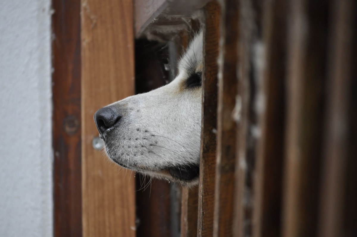 cane in gabbia in allevamento