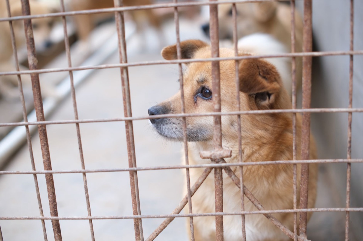 cane in rifugio con etichetta
