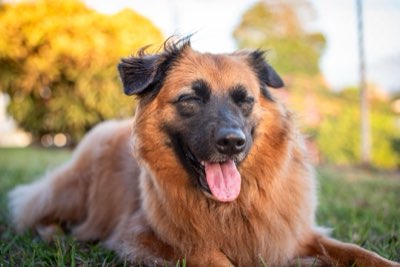 Adoptie boven kopen: Red een leven en steun ethisch fokken